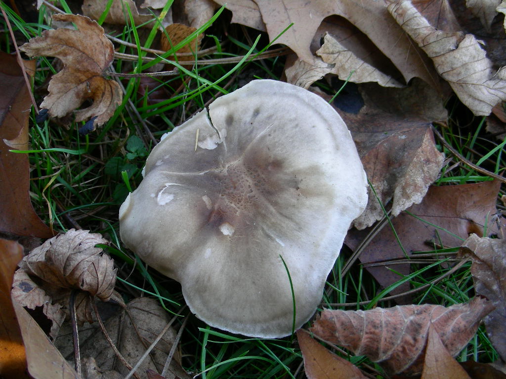 Tricholoma ... var .... fo ....